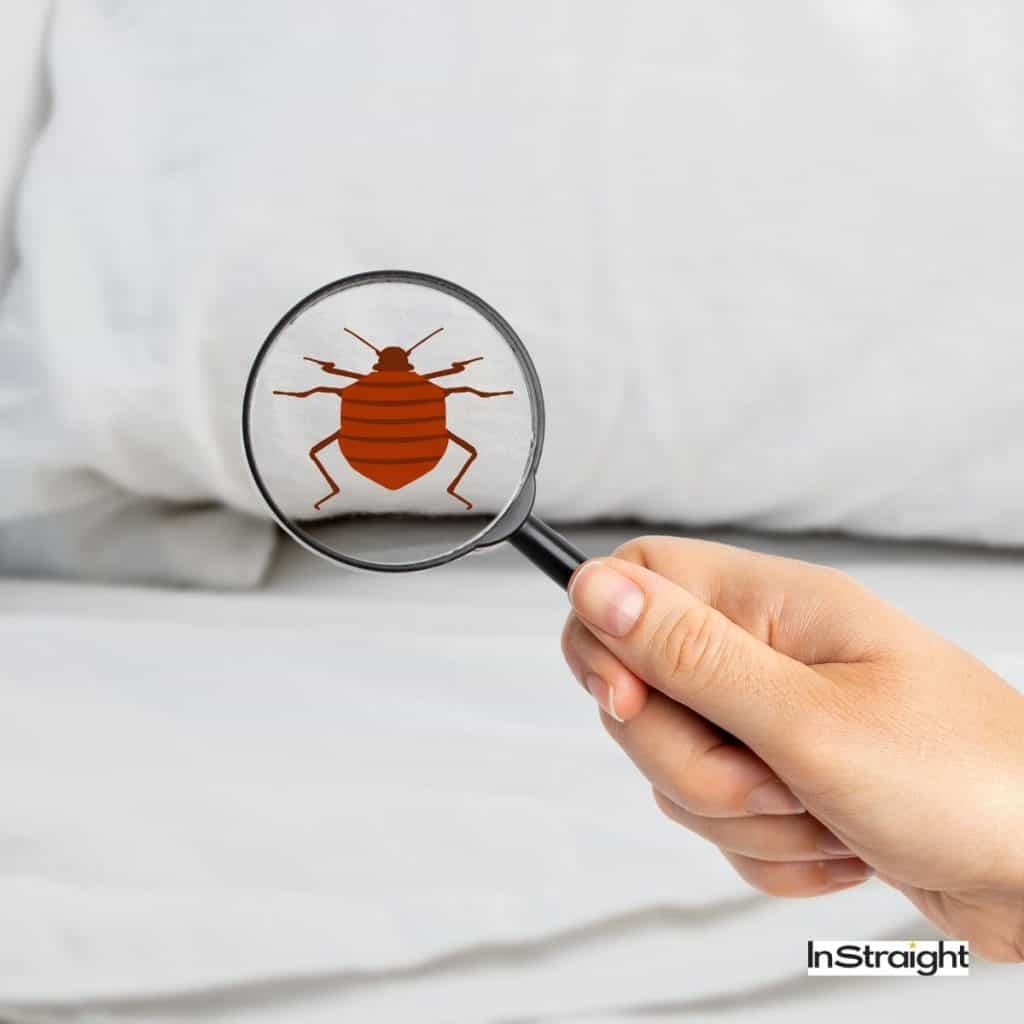 inspection of bed bugs - Can A Hair Dryer Kill Bed Bugs?